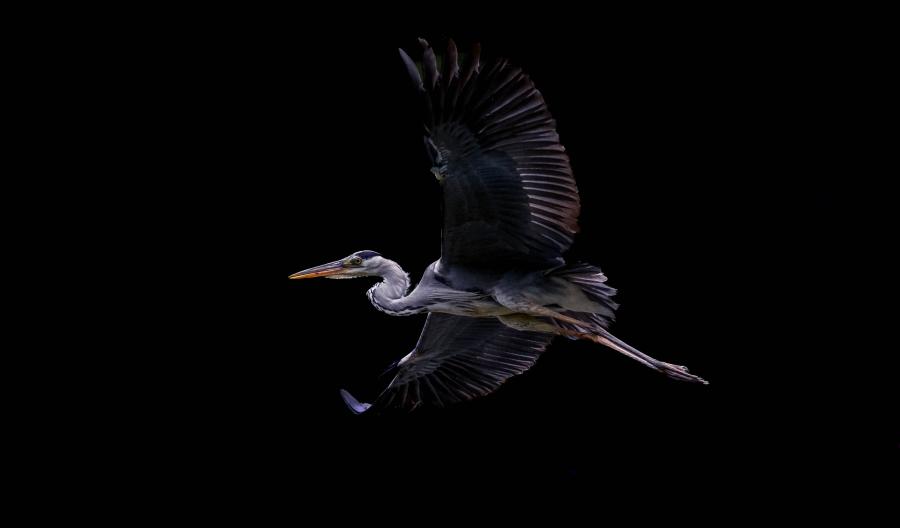 15 Vindala | Equilibrio, forza, eleganza e raffinatezza si rispecchiano egregiamente in Vindala, frutto di una ricerca di qualità e unicità massime |
Un airone cenerino si staglia alto nel cielo: un fiero equilibrio di forza e leggerezza lo fa volare lontano | Fotografa Antonella Stancheris