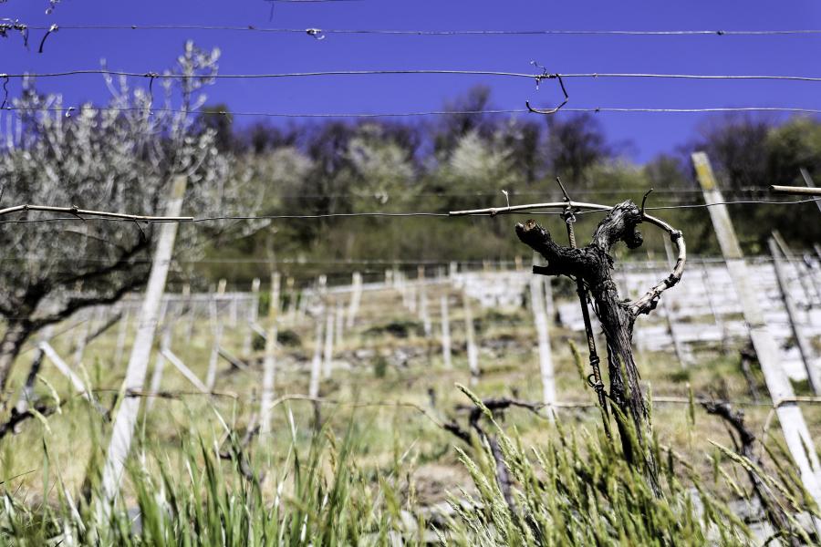 7 Irti colli | Muretti a secco, nella più storica proprietà della Cantina Settemaggio | Fotografa Paola Verdoliva